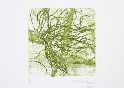 gravure algues format carré